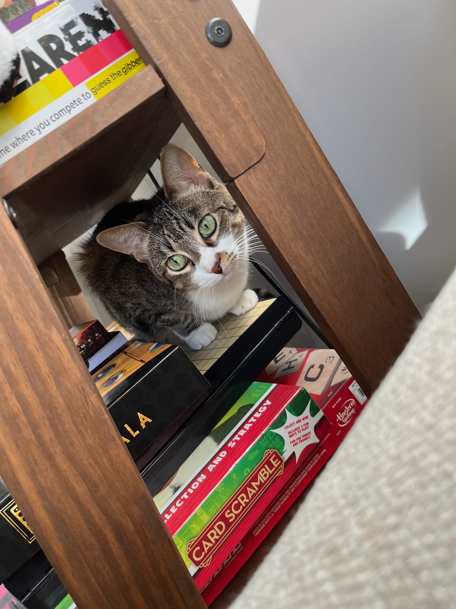 Daisy sitting in a book shelf